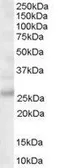 Anti-MOG antibody, C-term used in Western Blot (WB). GTX89606