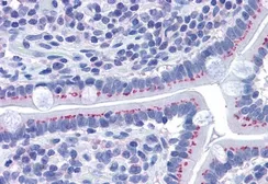 Anti-GOLPH2 antibody, C-term used in IHC (Paraffin sections) (IHC-P). GTX89715