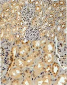 Anti-GERP antibody, C-term used in IHC (Paraffin sections) (IHC-P). GTX89824