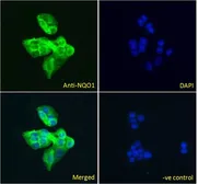 Anti-NQO1 antibody, C-term used in Immunocytochemistry/ Immunofluorescence (ICC/IF). GTX89937