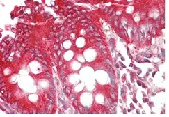 Anti-Bif-1 antibody, C-term used in IHC (Paraffin sections) (IHC-P). GTX89961