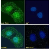 Anti-nNOS antibody, C-term used in Immunocytochemistry/ Immunofluorescence (ICC/IF). GTX89962